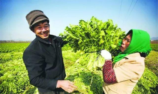 中国顶级咸菜,世界十大顶级腌菜