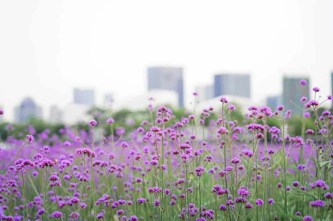 美美美！余杭七大花海组团来袭，遍地繁花好似人间仙境
