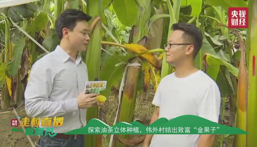 贵州省黔西南州电视台直播,黔西南册亨县弼佑油茶产业