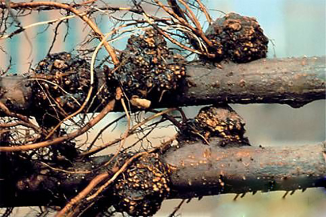 果树根瘤病害怎么治病最好,果树上主干长瘤子是什么病