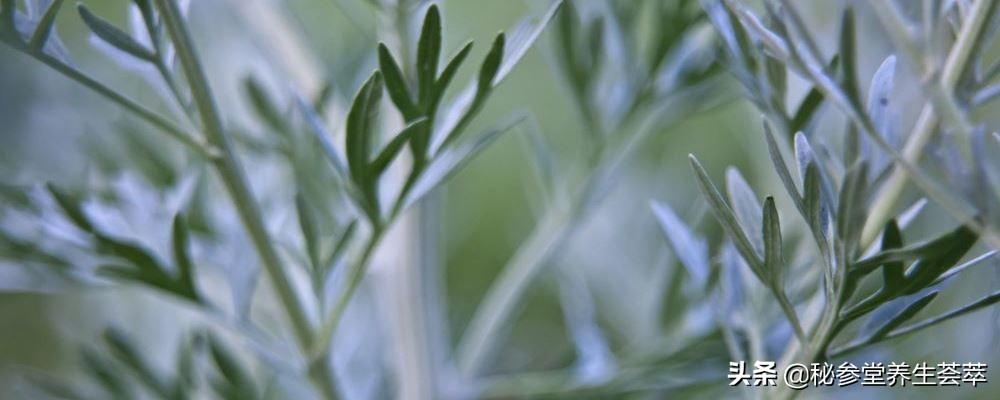 婴儿用艾叶泡澡有什么好处,端午用艾叶给孩子泡澡的好处