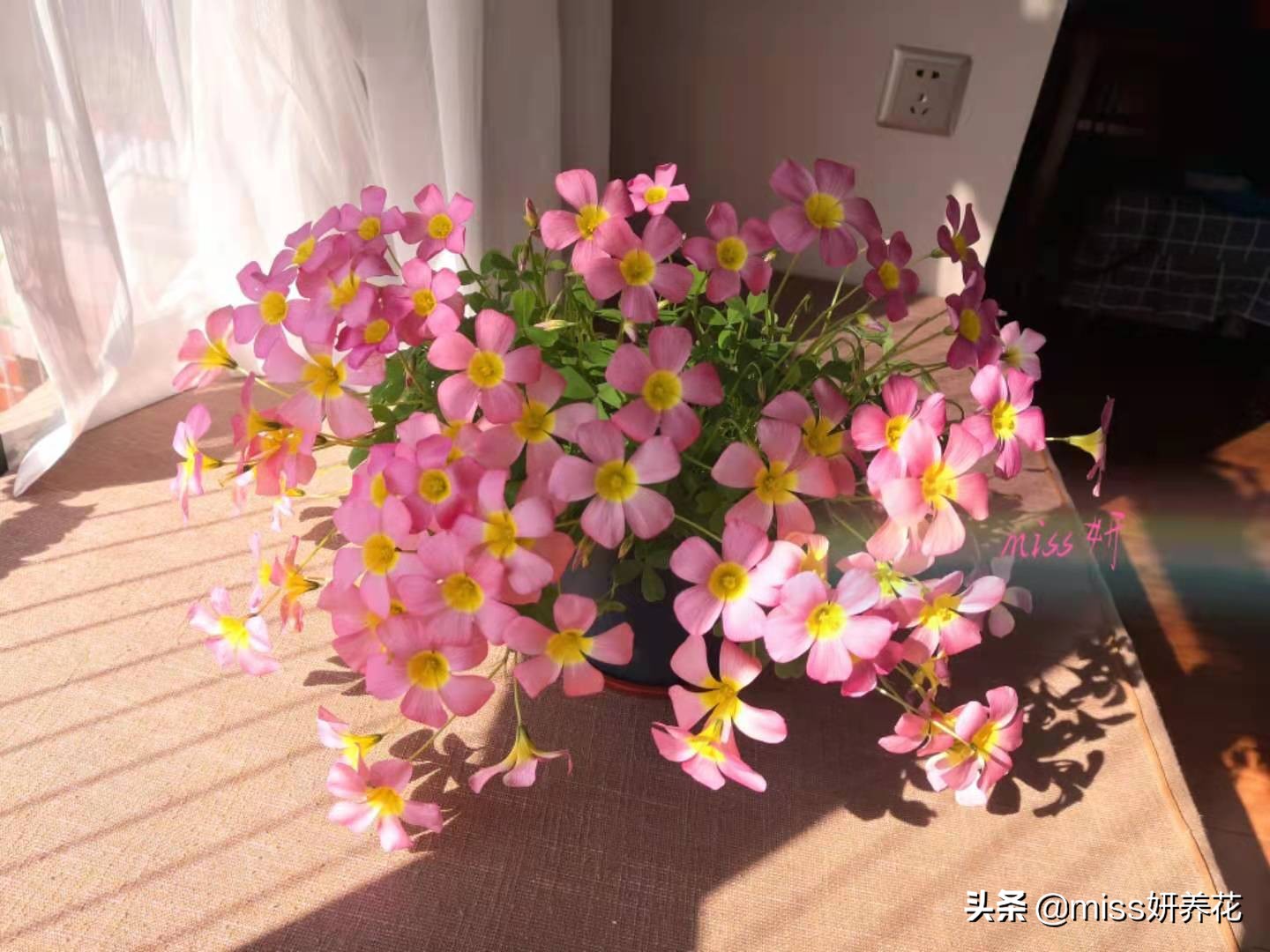 酢浆草种球品种图鉴大全,酢浆草种球品种图鉴