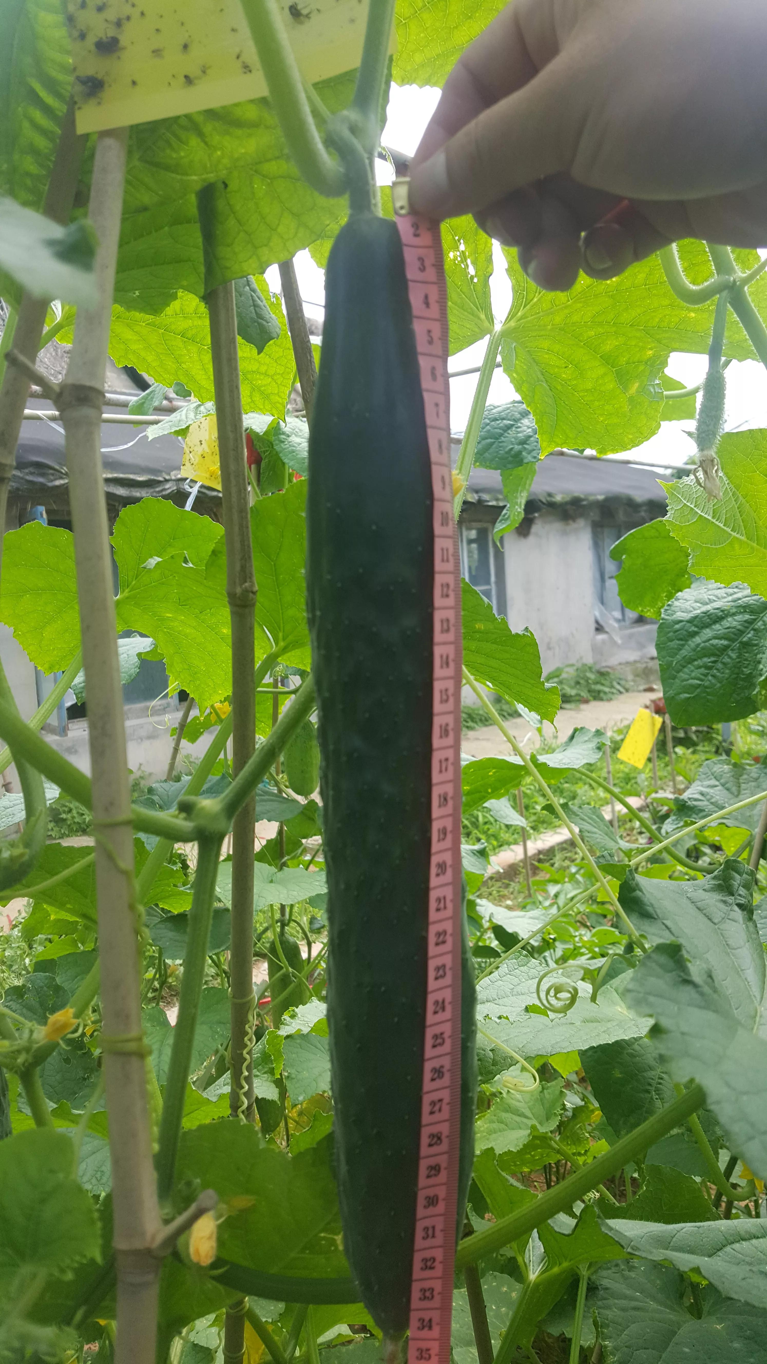 我的种植初体验,有机农业增产