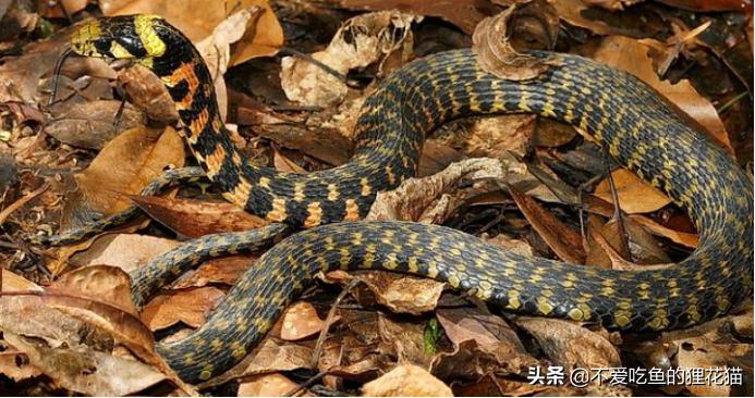 虎斑颈槽蛇：曾经被忽视的游蛇科有毒蛇类，毒液的来源靠收集？