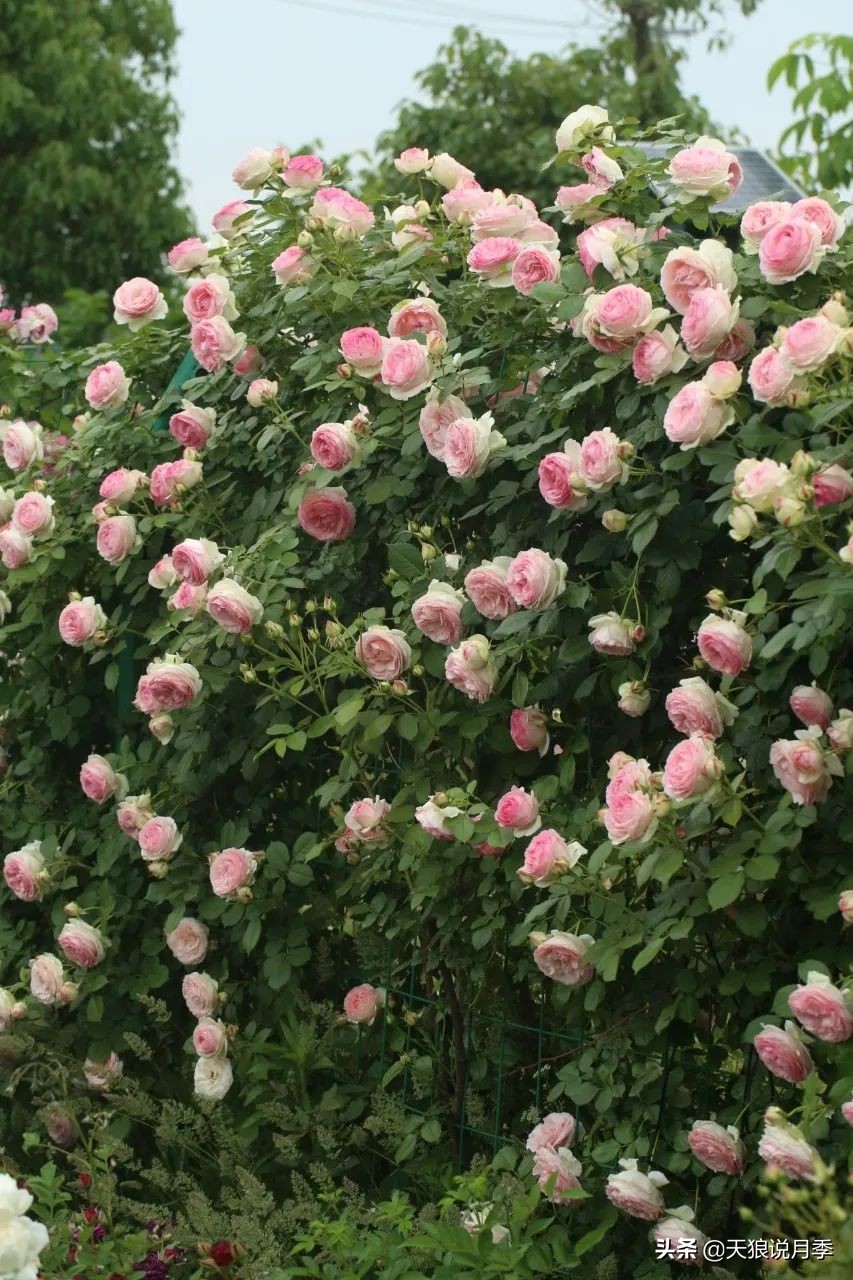 多久可以打造出一面月季花墙,月季花墙怎么养成