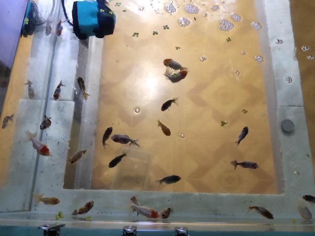 网上买的小金鱼不好活吗,为什么买的小金鱼总是死