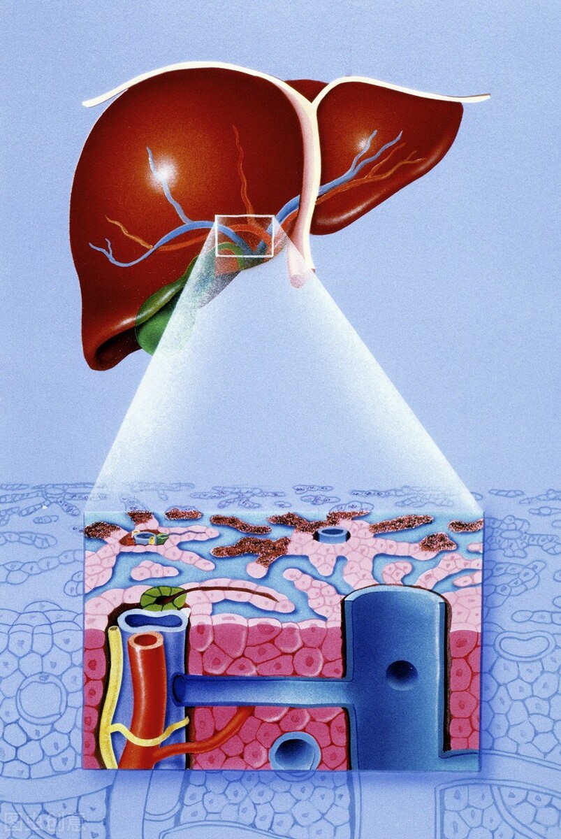 确诊肝癌的人一般活多久,肝癌为什么会死得这么快