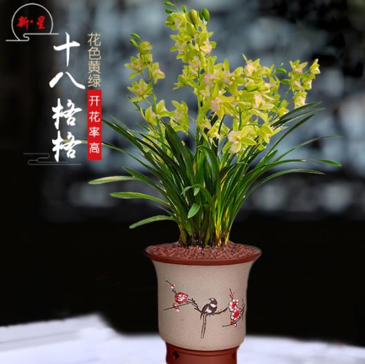 中国兰花之乡有哪些?为何云南独占7个?