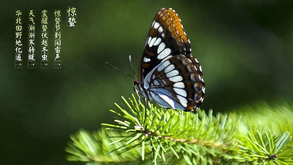 惊蛰打雷的民间说法,惊蛰打雷与不打雷说法
