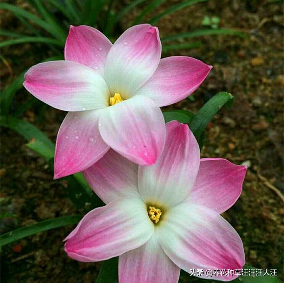 风雨兰叶子枯死怎么办,风雨兰黄叶烂叶怎么补救