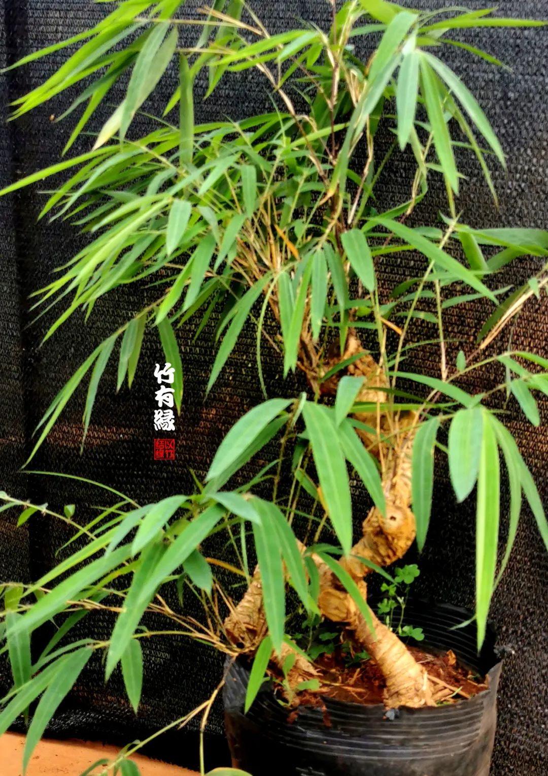 观赏竹怎么养护种植,养竹用什么营养液