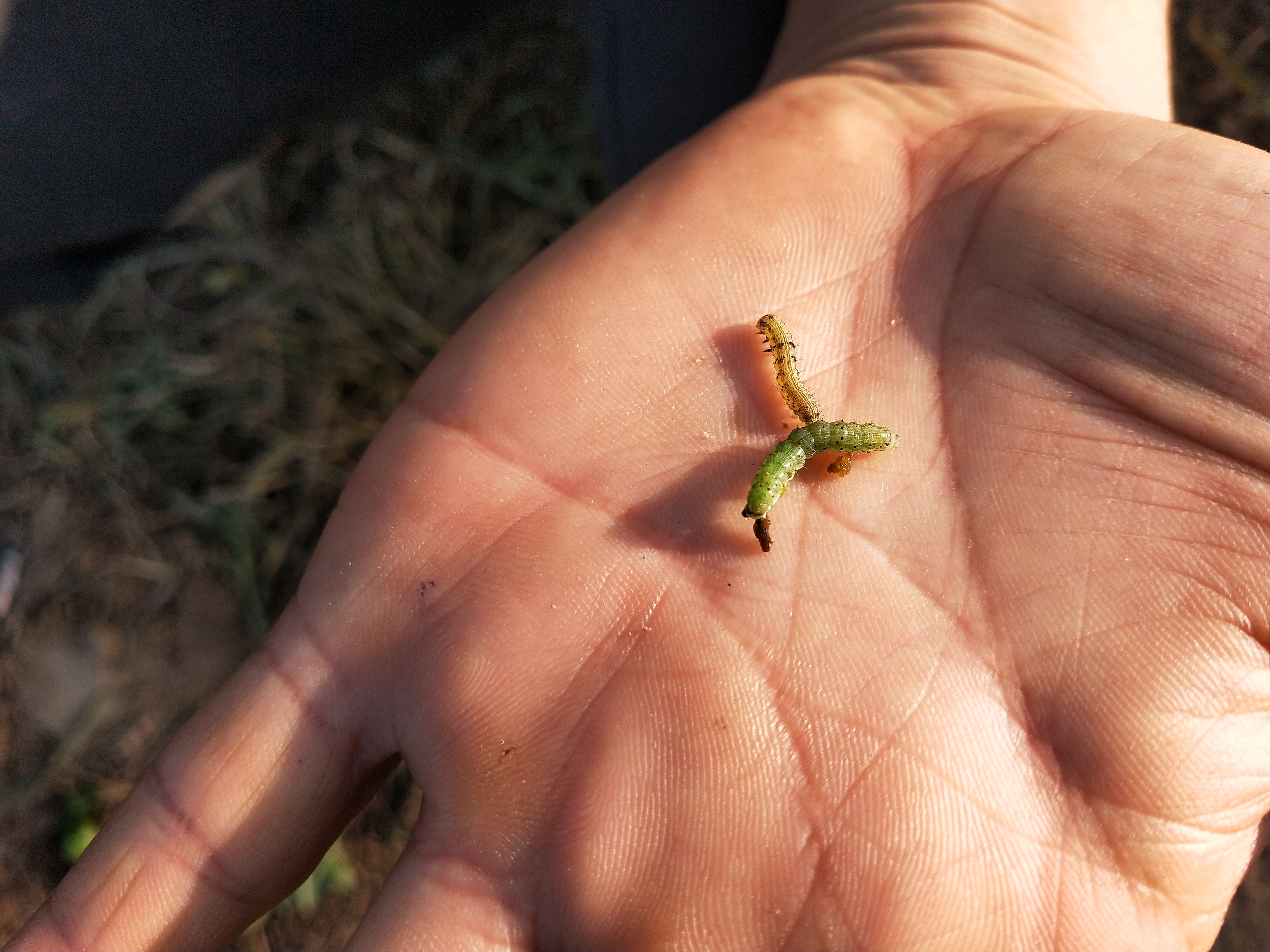 辣椒什么时候防钻心虫,辣椒钻心虫防治技术