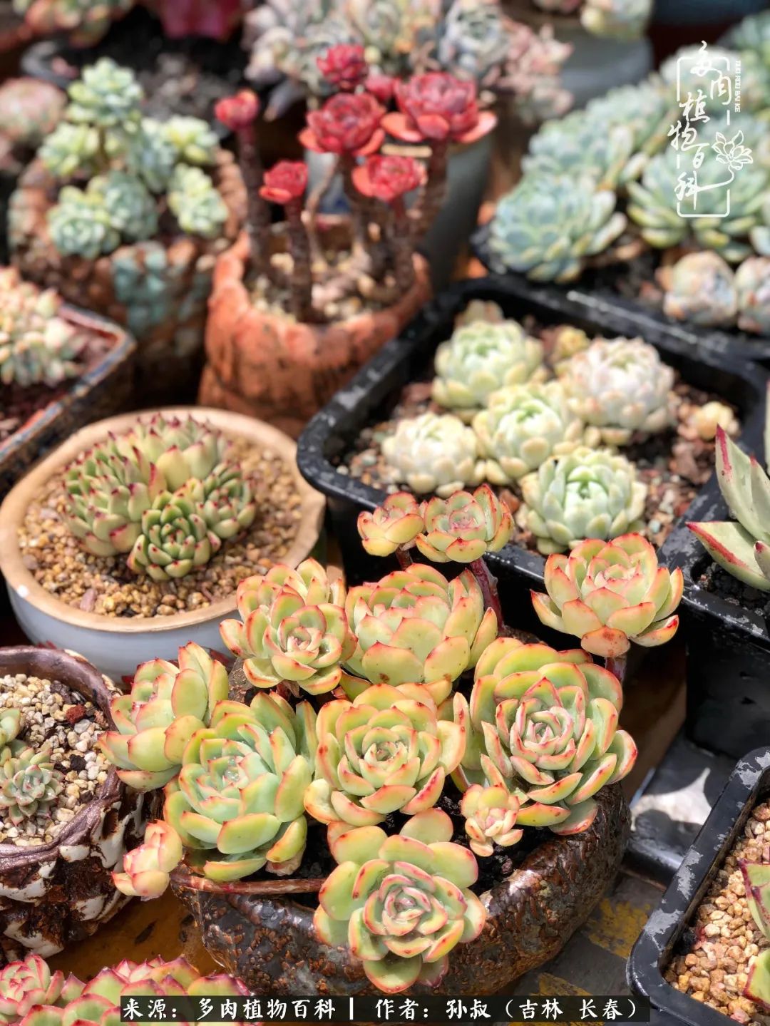 与多肉一起成长,与多肉相伴
