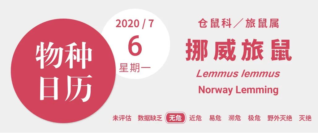 「辟谣」被写进课本的旅鼠自杀之谜，其实是迪士尼剪辑的谎言