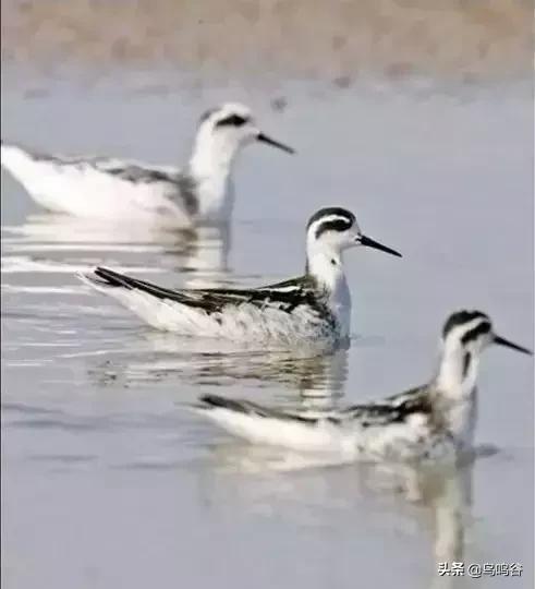 看图识鸟图片及答案,看图识鸟软件哪个好用