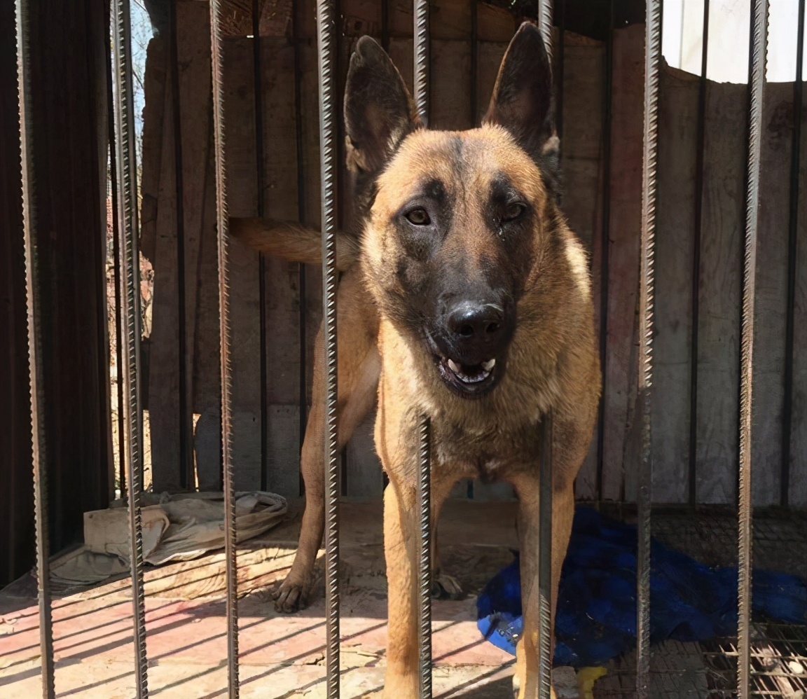 饲养马犬时，6*禁大**忌不能犯