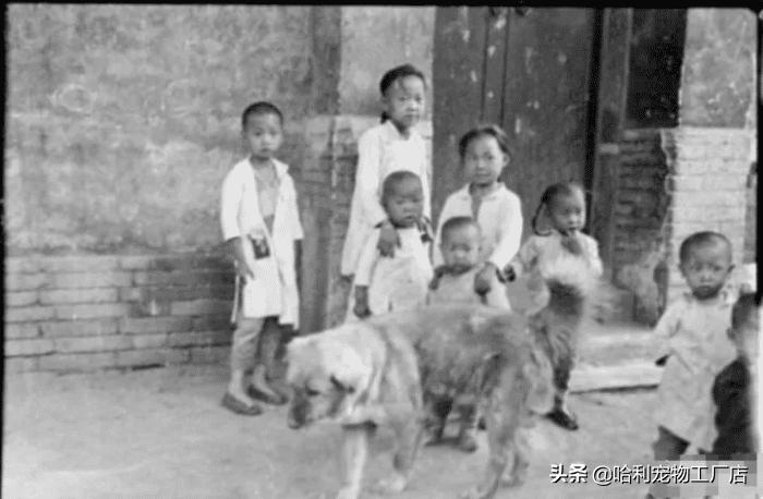 不串的田园犬有多珍贵,正宗的中华田园犬长啥样