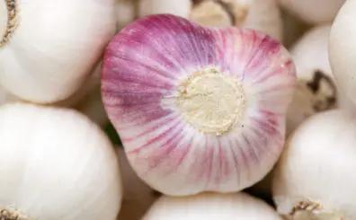 大蒜如何保存不长大蒜芽,做大蒜生意大蒜怎样保存