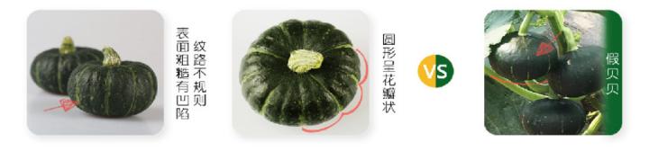 进口贝贝南瓜和国产贝贝的区别,贝贝南瓜的鉴定方法