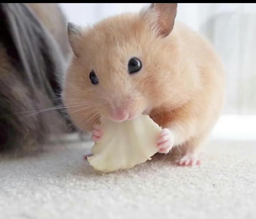 养仓鼠新手给仓鼠布置笼子,小学生养仓鼠新手入门必知