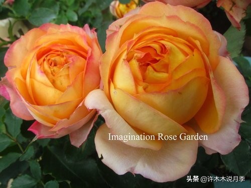 月季烂根的补救办法,月季烂根是什么原因