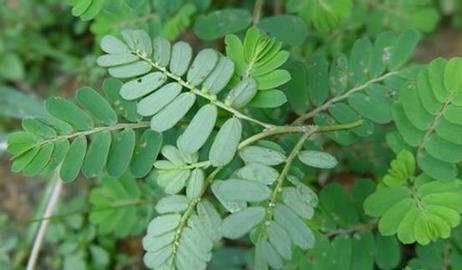 他们都已用国家级草药挣了钱,你却还用它来喂家禽?