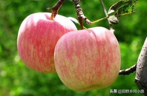 种植苹果树的管理技术,苹果树怎么种植视频