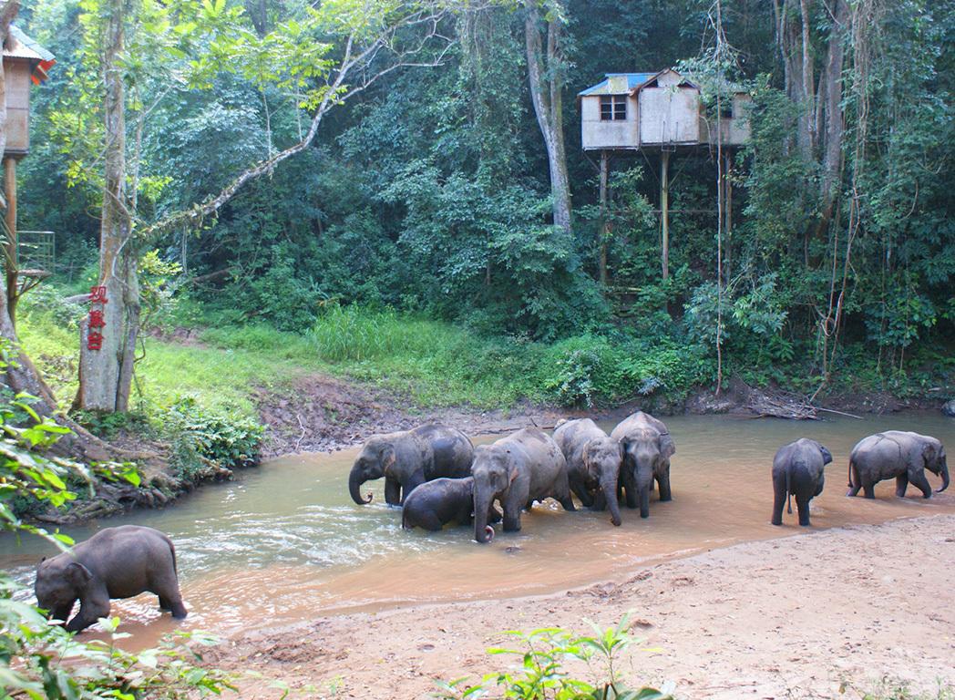 七彩云南雨林探险,游七彩云南西双版纳掠影之一