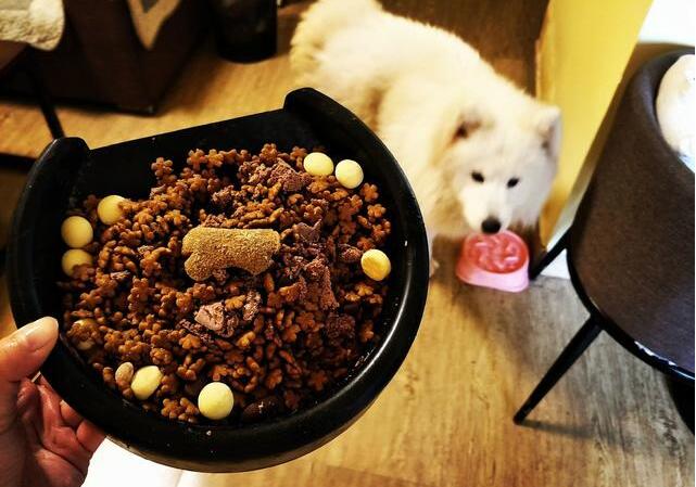 萨摩耶20斤每天怎么喂食喂多少,萨摩耶主人24小时不在家怎么喂食