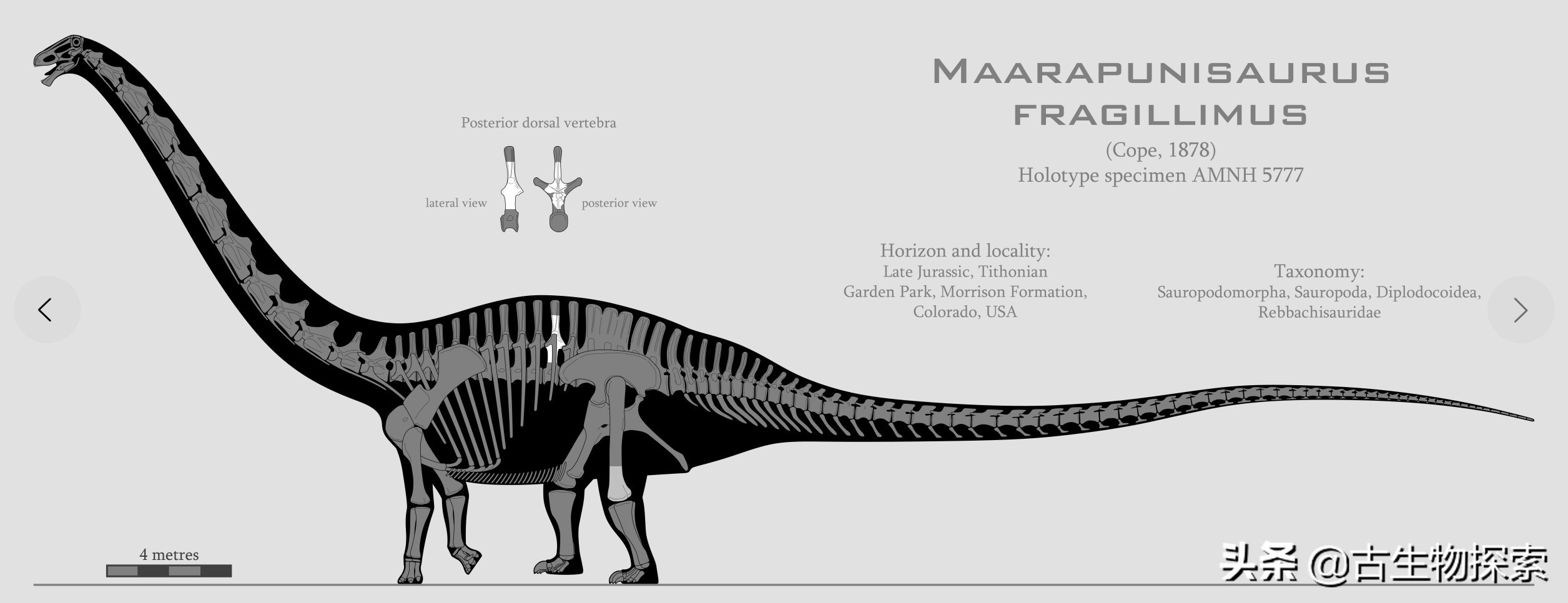 所有蜥脚类恐龙大小对比,各种蜥脚类恐龙大小体型比较