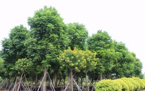 100种常见观叶植物图鉴史上最全,农村常见的100种植物