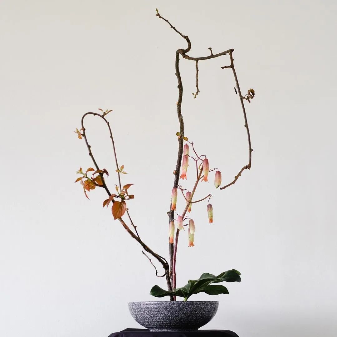 带你了解世界每一个角落,八大花艺流派