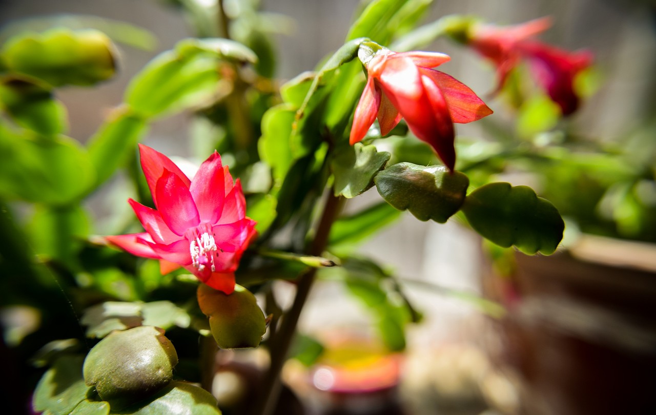 蟹爪兰如何养根才能不烂,蟹爪兰夏季烂根怎么救活