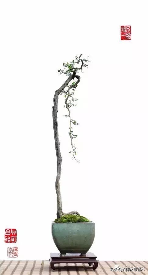 素仁格与文人树,你怎么看?