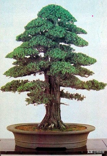 丛林式盆景欣赏,盆景欣赏及制作