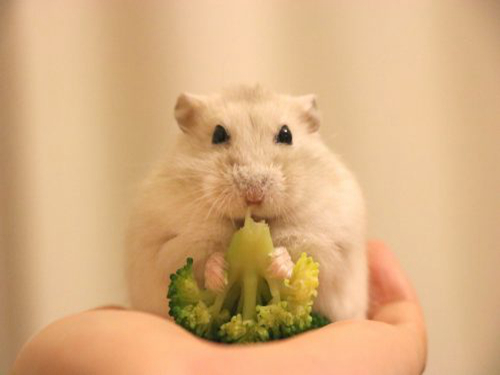 仓鼠吃西兰花要注意哪几点,仓鼠吃熟西兰花还是生西兰花