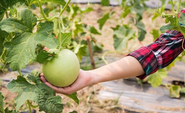 甜瓜好吃,什么甜瓜最好种植