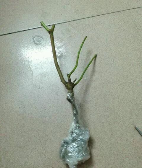 教你如何避开假货买到真品,一张图告诉你怎样分辨假货