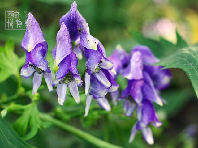 盘点古代十大剧毒,最常见的十种剧毒