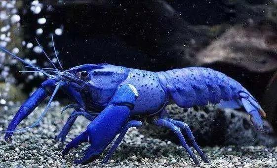 神户牛肉蓝鳍金枪鱼,神户牛