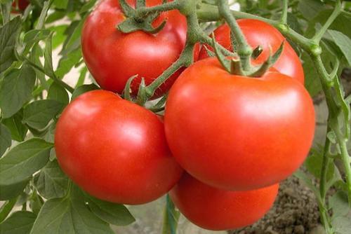 西红柿叶片萎蔫是什么原因,西红柿顶端萎蔫小妙招