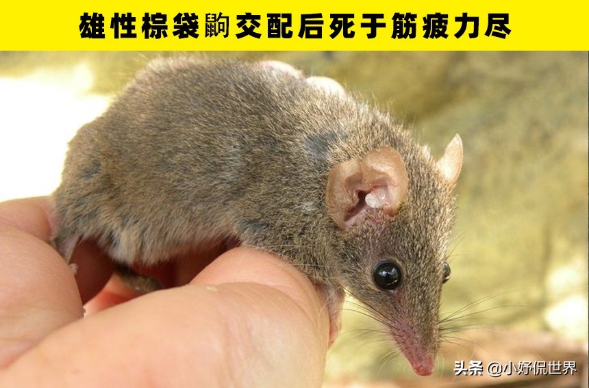 冷知识大揭秘我的世界,真实存在的奇怪冷知识