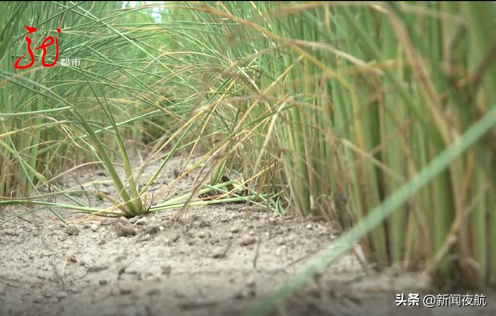 10万亩农田被淹村民盼望洪水退去,洪灾淹没的农田水稻怎么处理