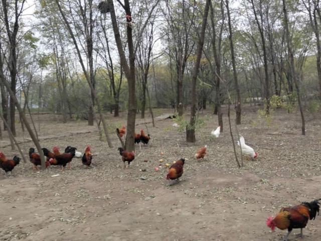 清水县特色美食,清水县美食攻略