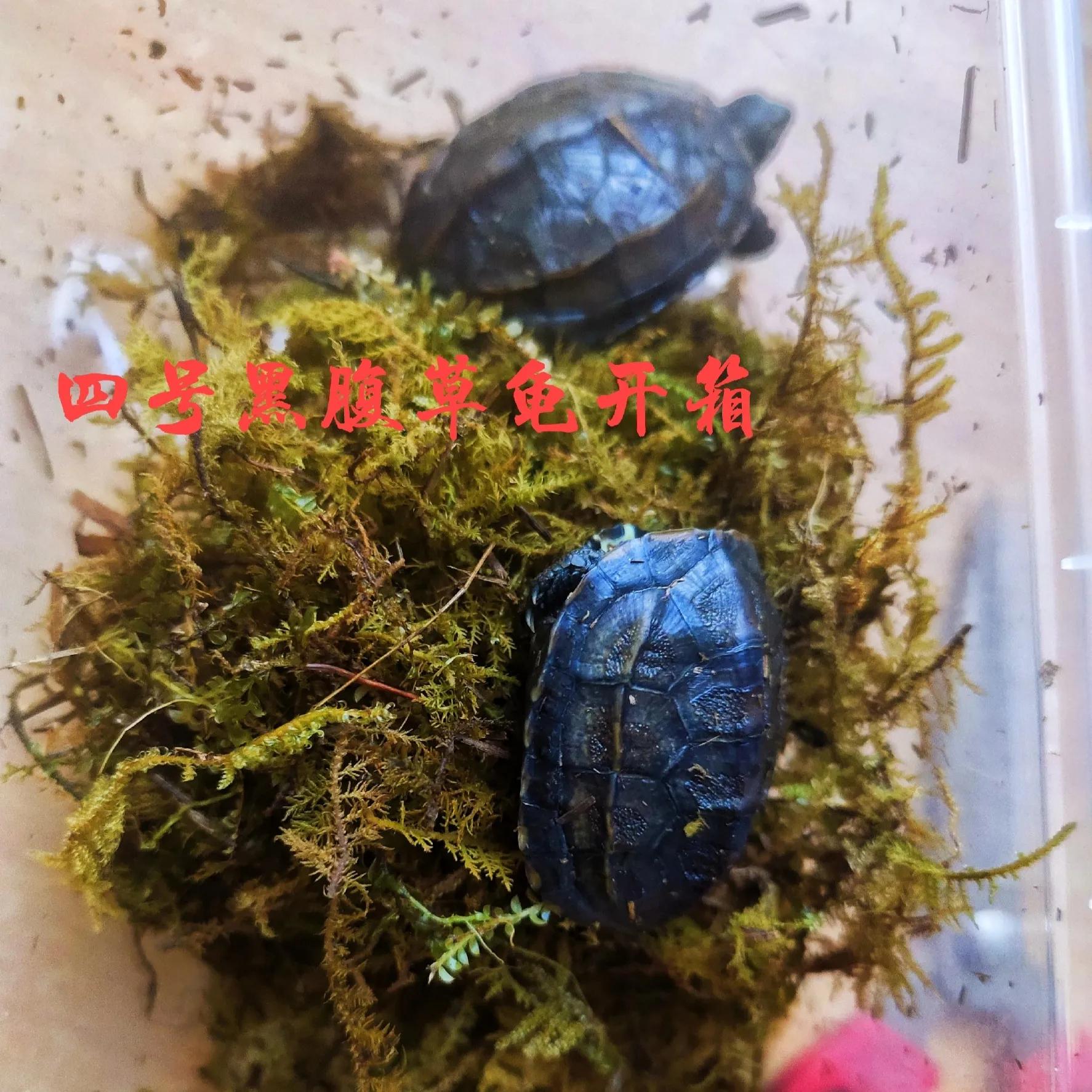 新龟到家注意事项,新龟到家该做什么