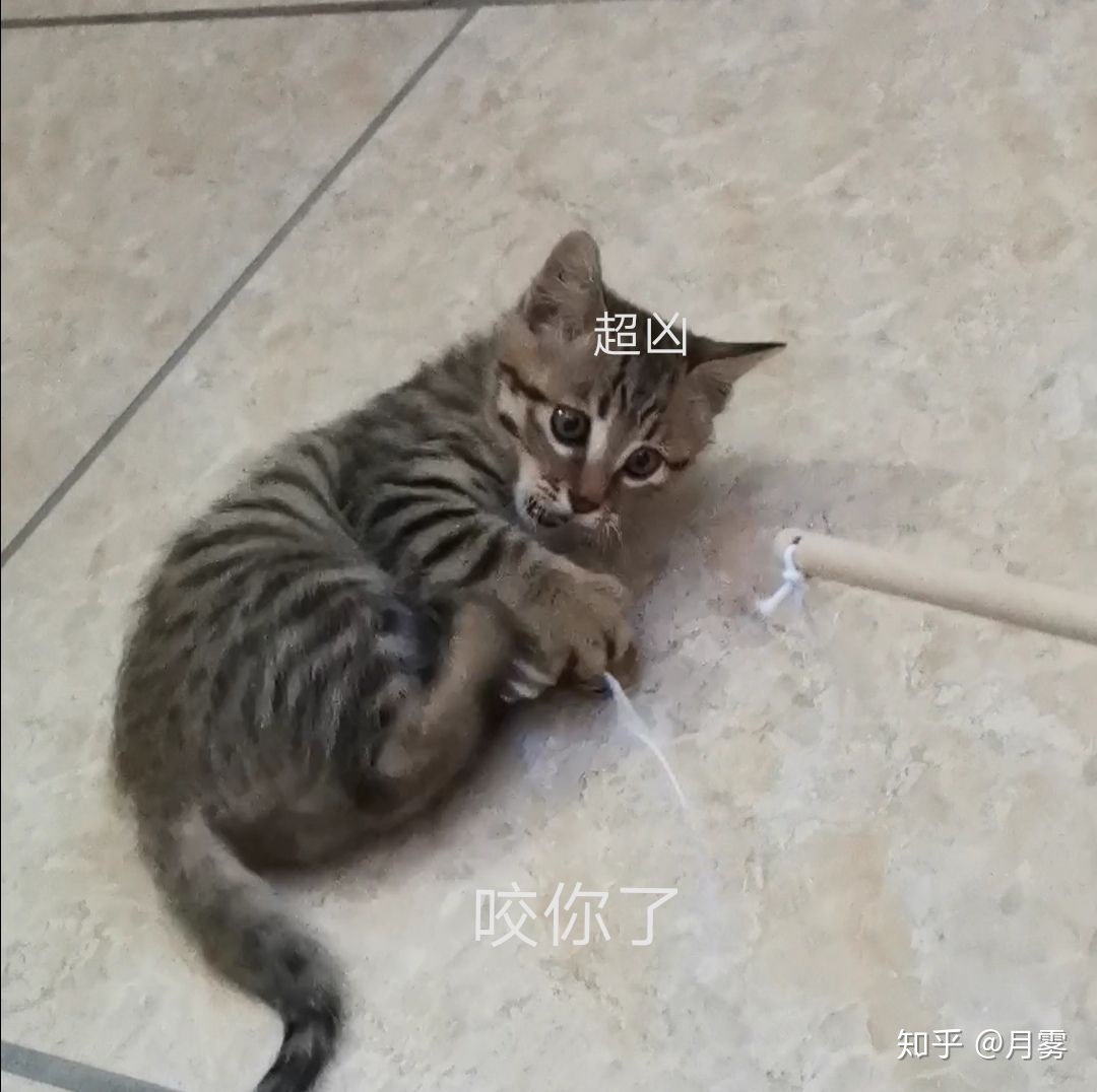猫咪会笑得肚子疼吗,猫咪会笑的特效怎么弄