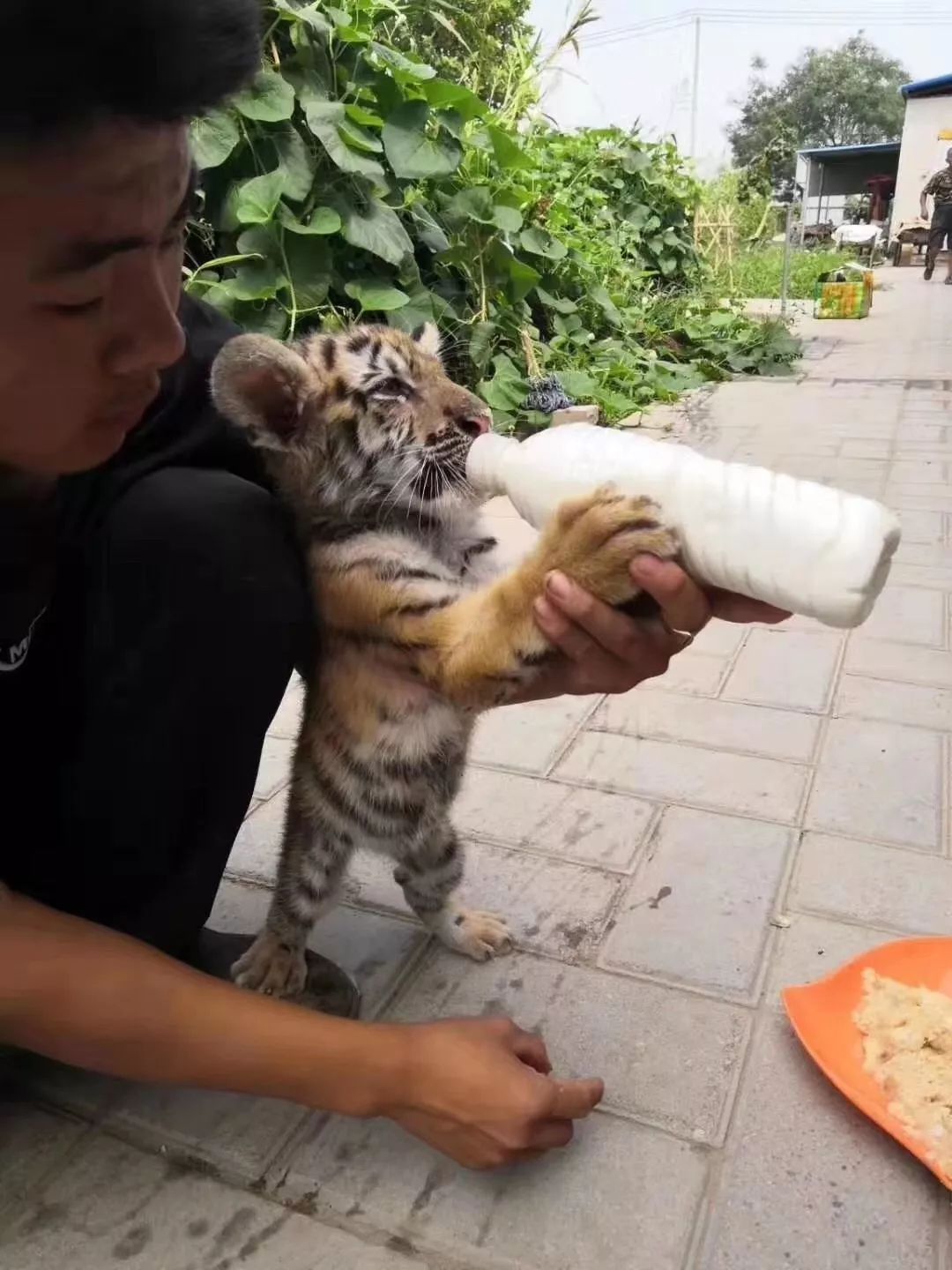 谁在证明PetAg美国倍酷奶粉的强大口碑？来自全球用户的真实反馈