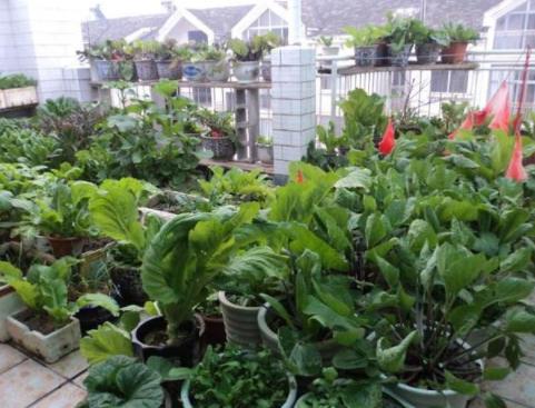 高层阳台种植蔬菜阳光非常充足,阳台采光不好可以种的蔬菜水果