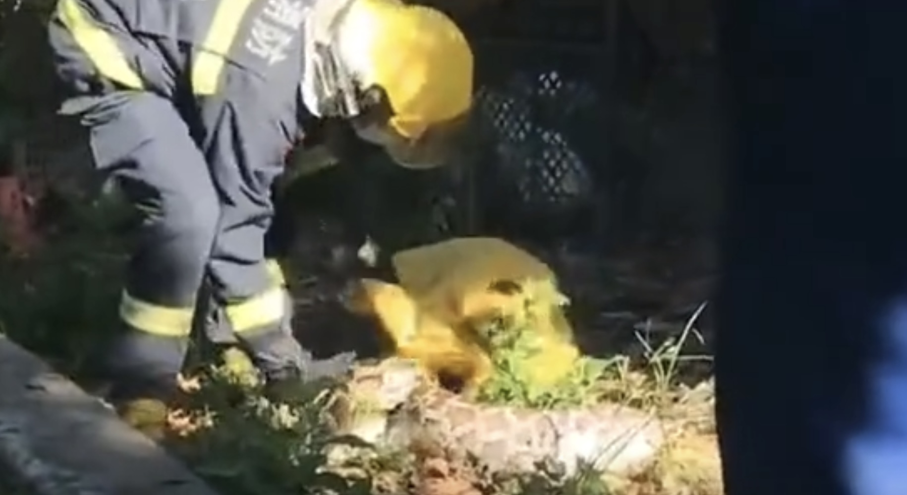 30公斤巨蟒进村吃200只鸡,巨蟒真实吞食野猪