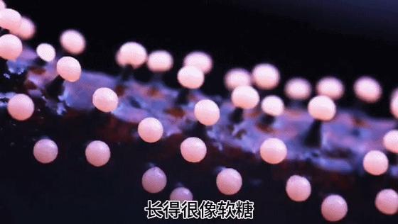 她让20万人爱上一种菌：像西米露，又似咸蛋黄，网友直呼太神奇